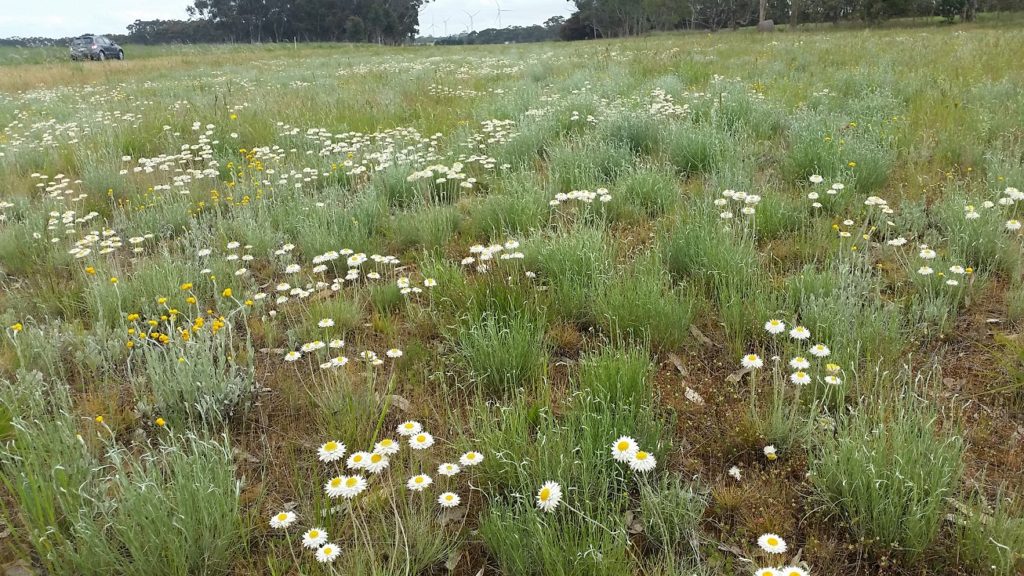 Image of grassland with white daisies and yellow flowers. 