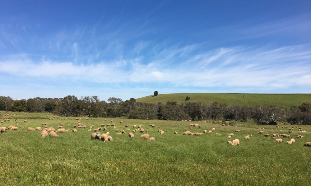 sheep grazing below a blue sky