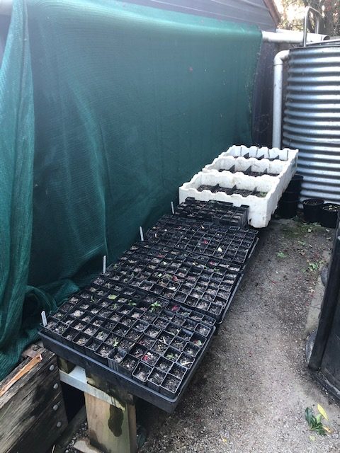 Trays of seedlings