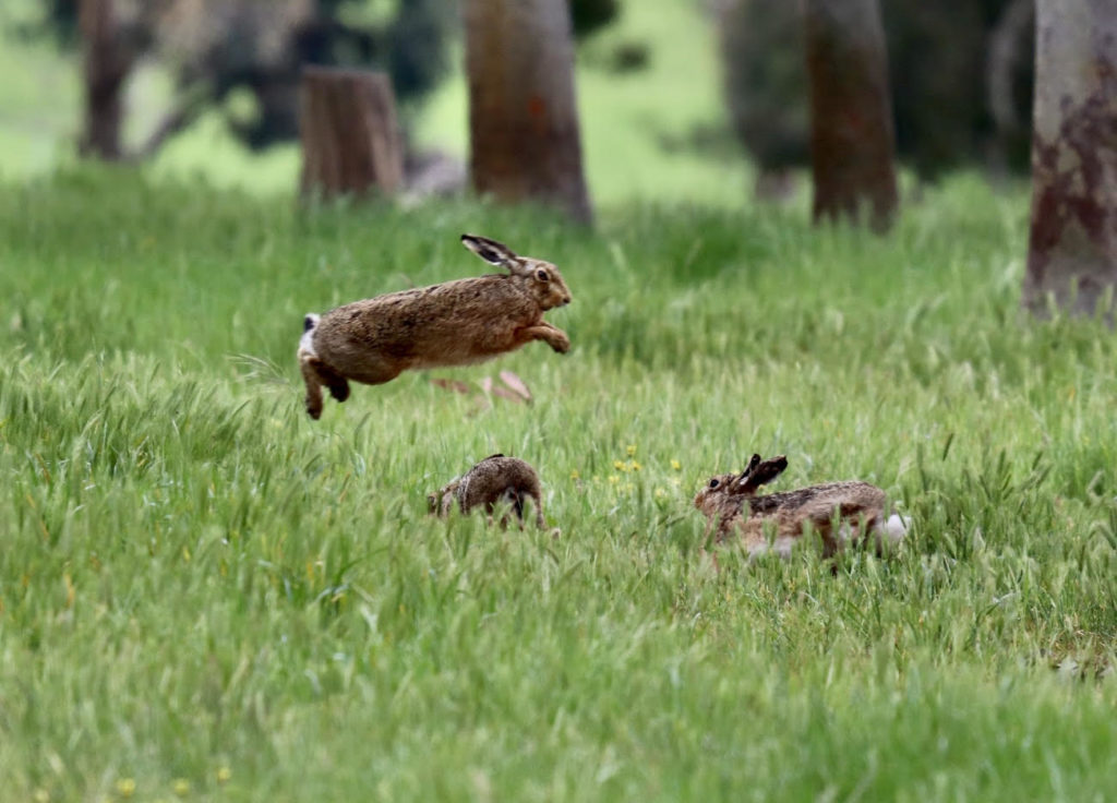 rabbits hopping in grass