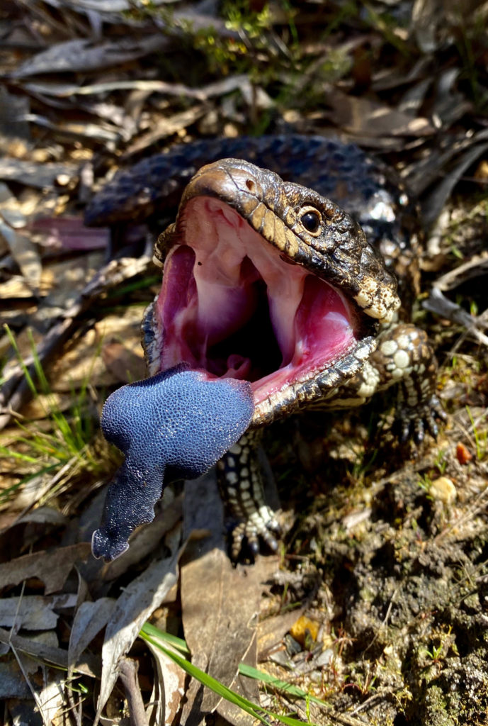 Blue tongue lizard. Close up of tongue. 