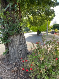 Tree next to footpath