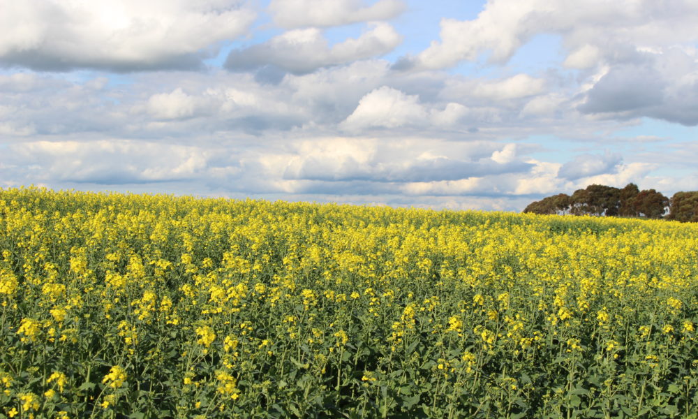canola paddock, clouds in sky