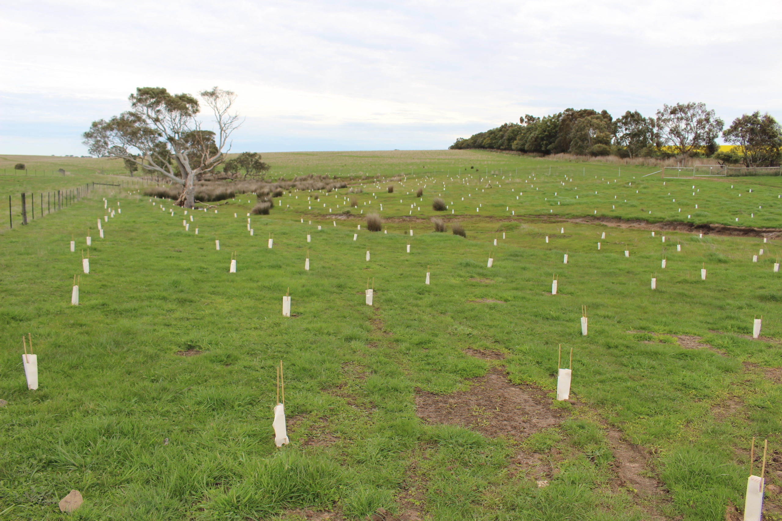 Tree planting in the Upper Hopkins - Upper Hopkins Land Management Group