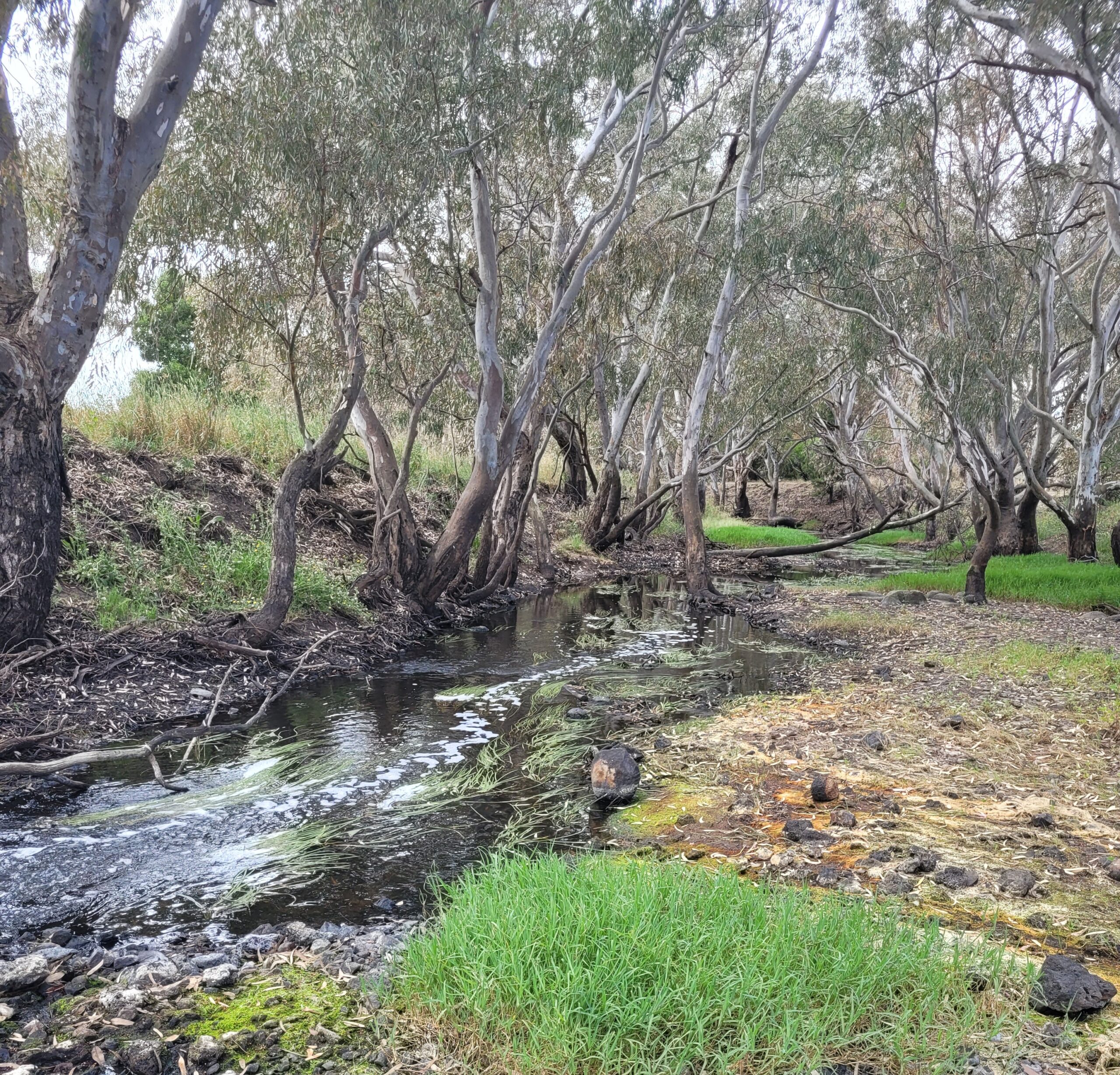 Autumn Newsletter 2024 Upper Hopkins Land Management Group